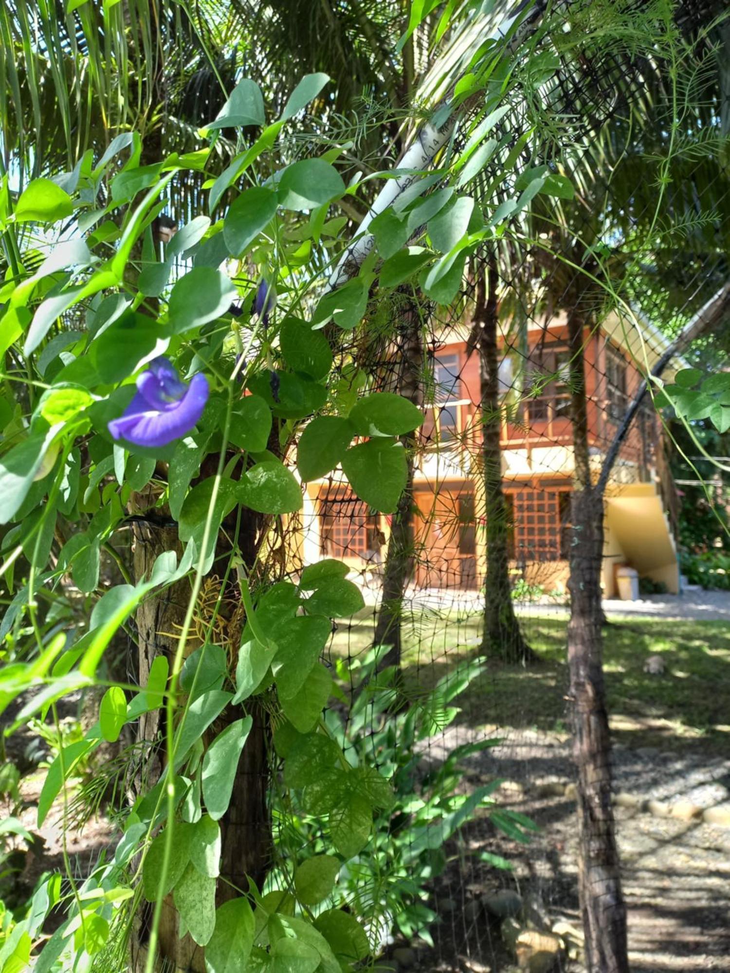 Aparthotel Babilonia Cahuita Esterno foto
