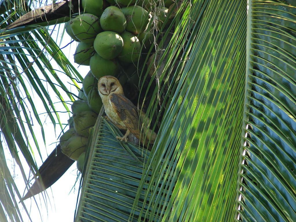 Aparthotel Babilonia Cahuita Esterno foto